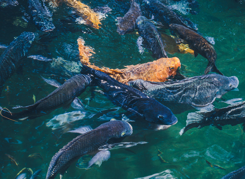 natural-background-lake-with-colorful-fish.jpg natural-background-lake-with-colorful-fish.jpg